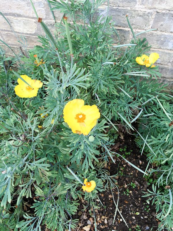 Hunnemannia fumariifolia flower