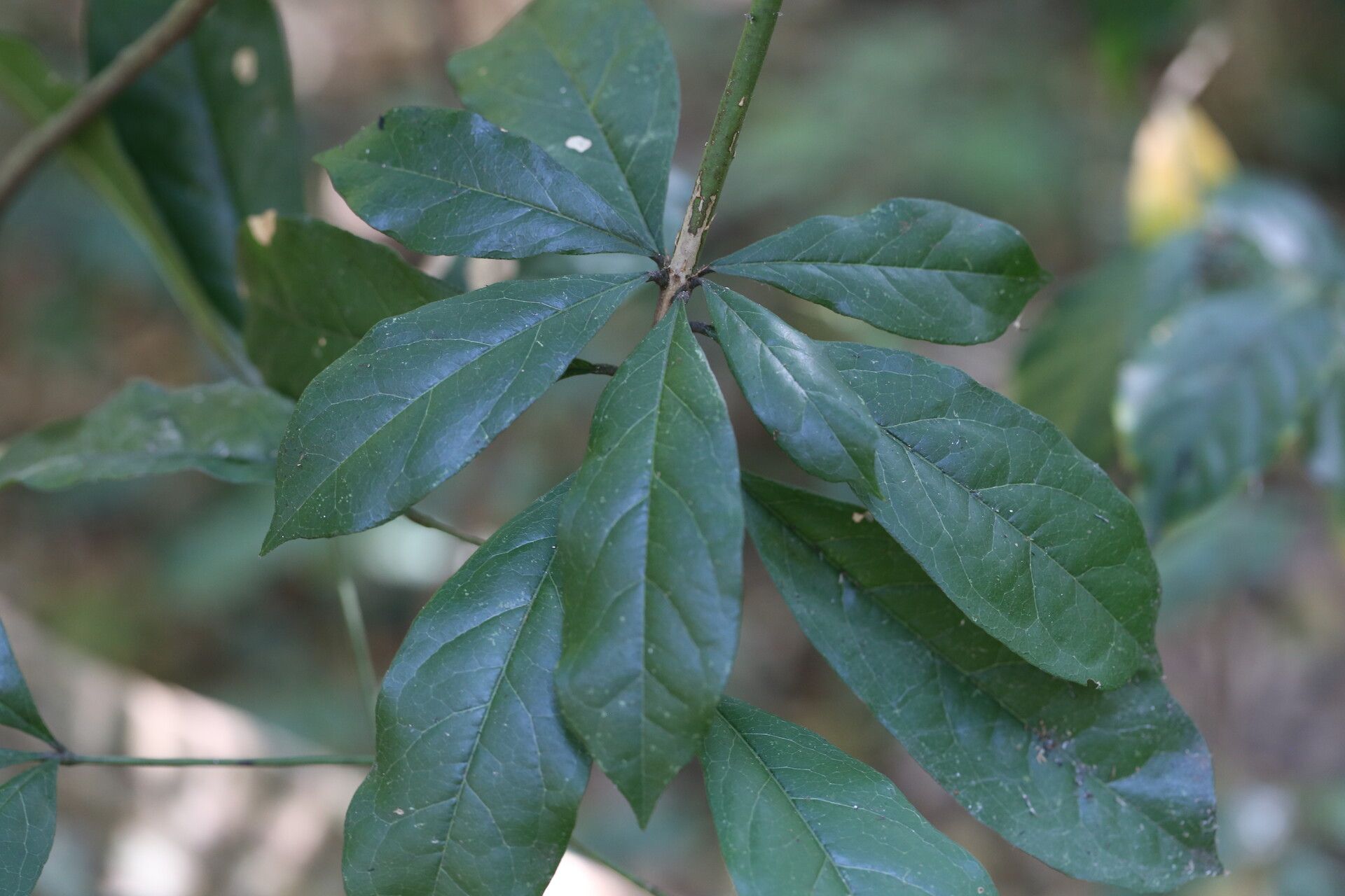 Maerua bussei — related species from the same genus