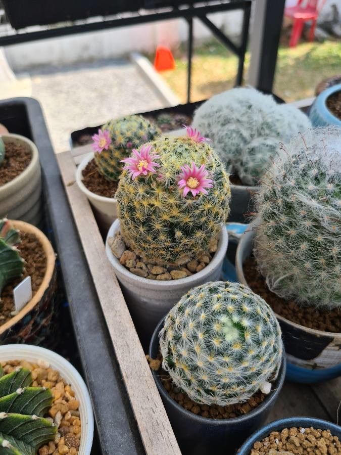 Mammillaria lasiacantha flower