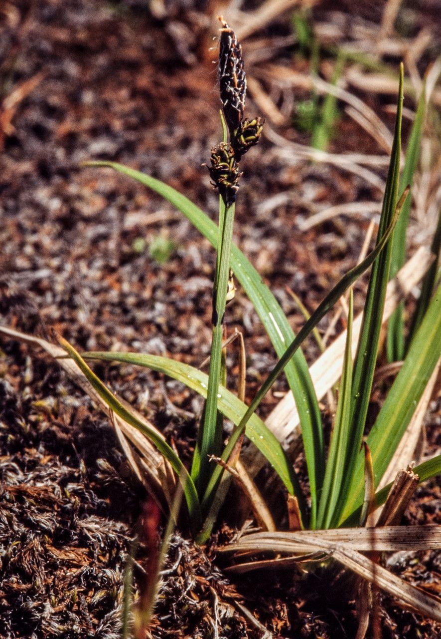 Carex bigelowii fruit