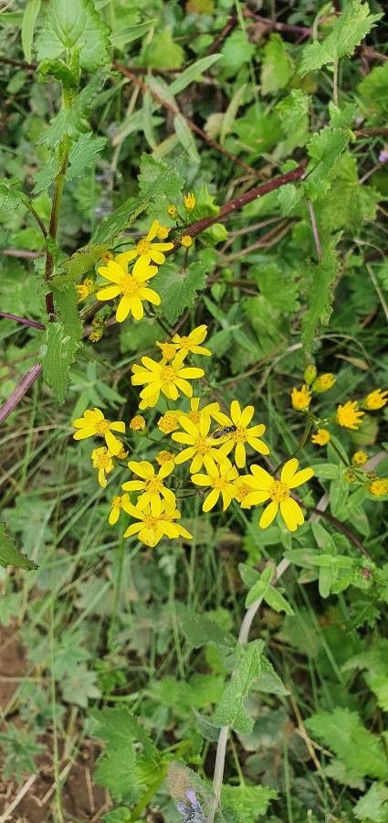 Cineraria deltoidea flower