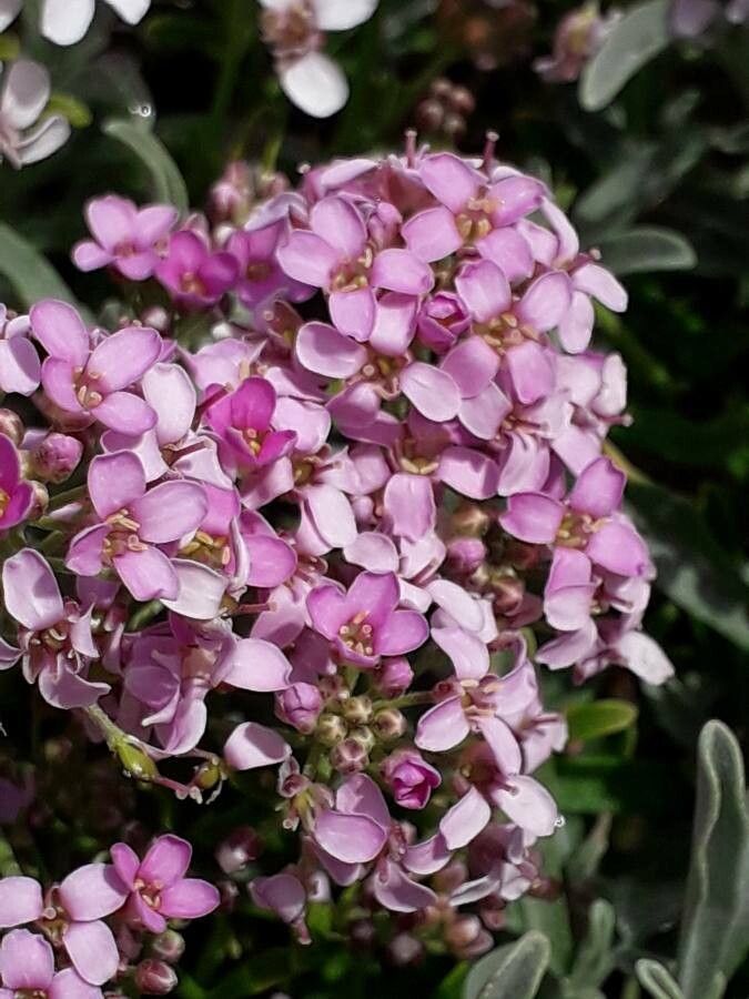 Ptilotrichum spinosum flower