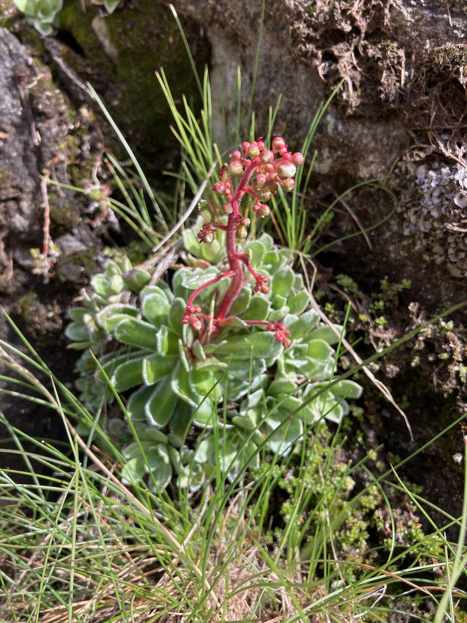 Saxifraga cotyledon habit