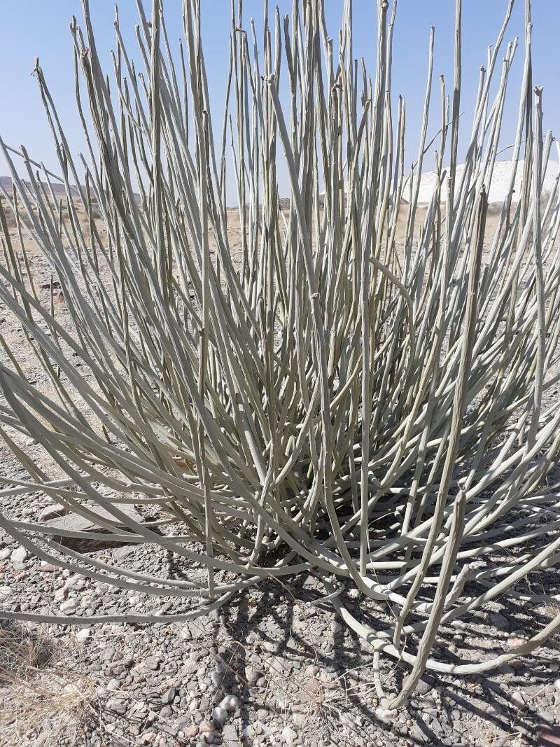 Euphorbia damarana — houseplant care guide