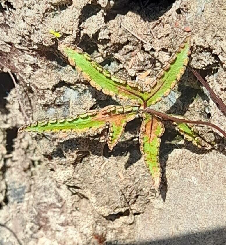 Doryopteris triphylla other