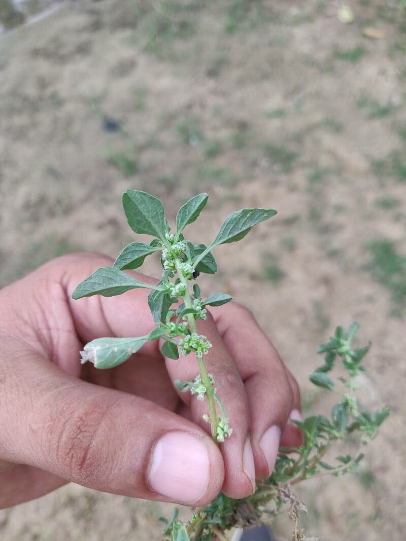 Amaranthus blitoides flower