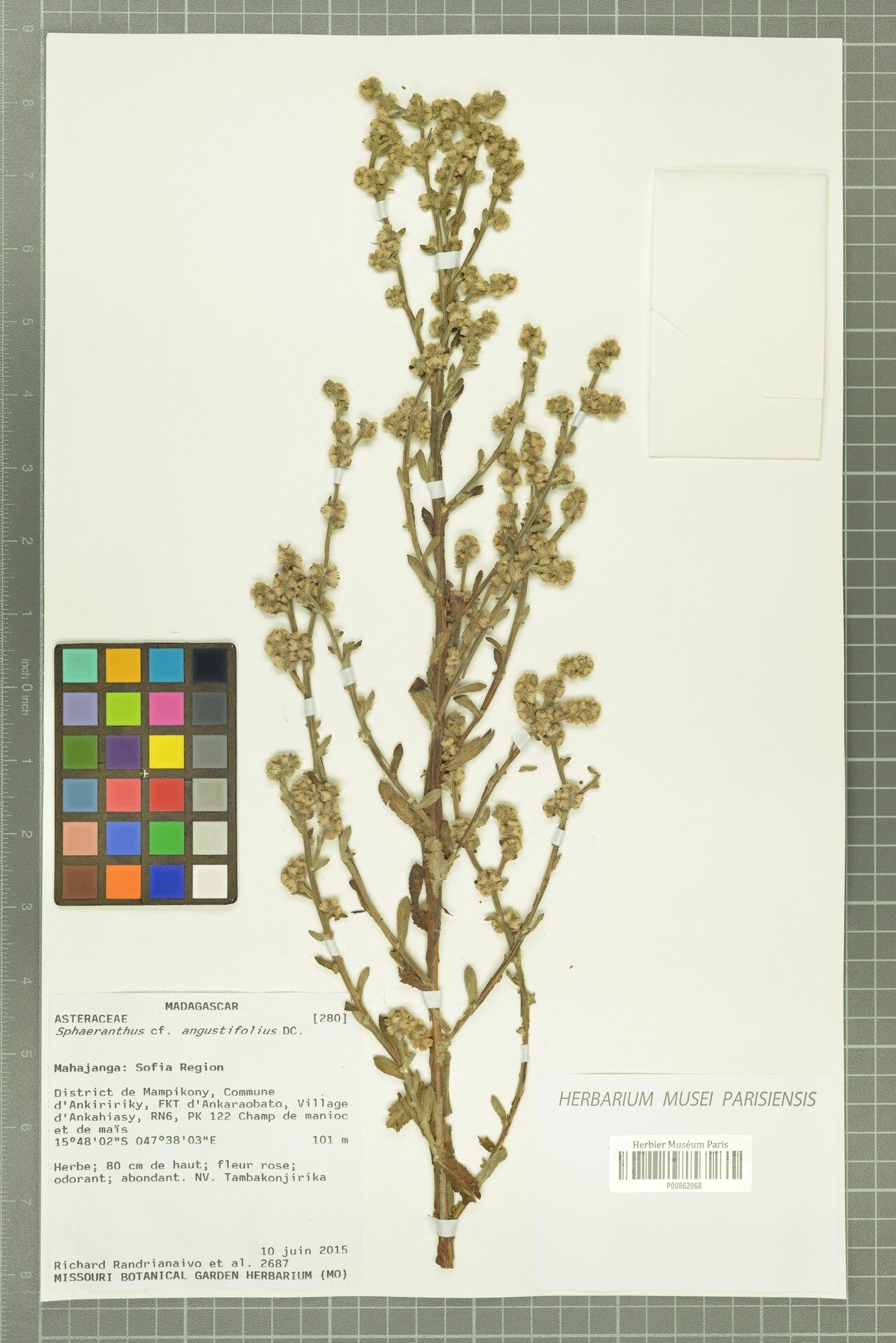 Sphaeranthus angustifolius — related species from the same genus