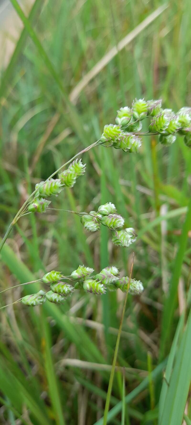 Chascolytrum subaristatum fruit