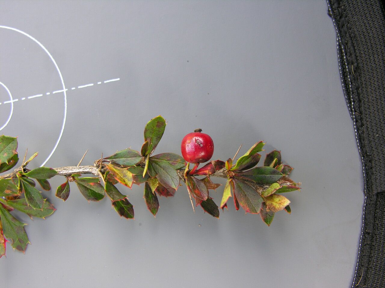 Berberis everestiana habit