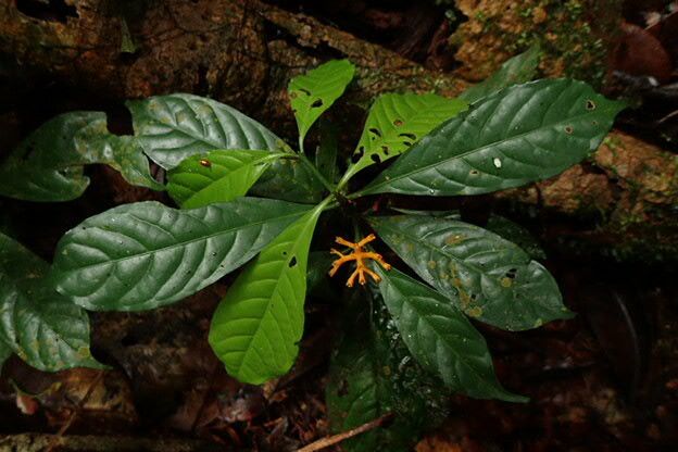 Pavetta suffruticosa leaf