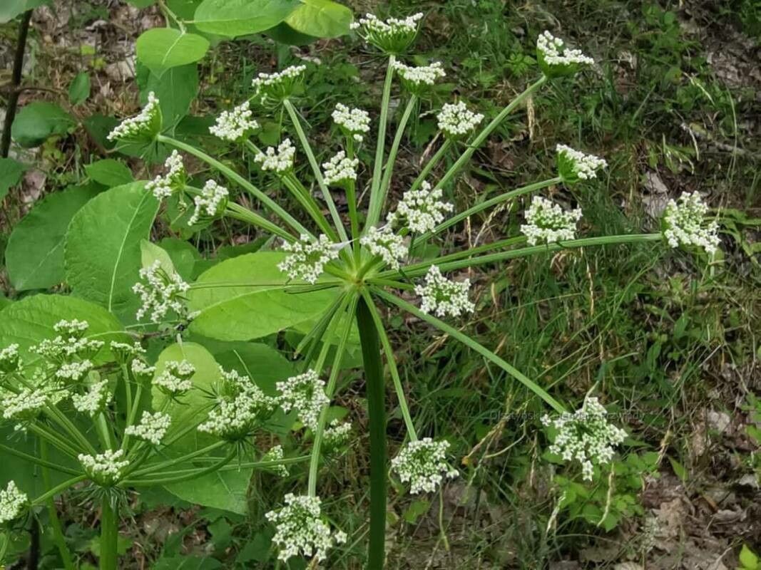 Peucedanum oreoselinum flower