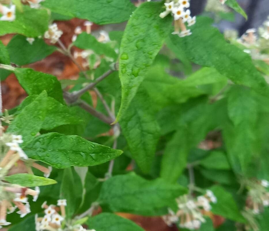 Buddleja auriculata leaf