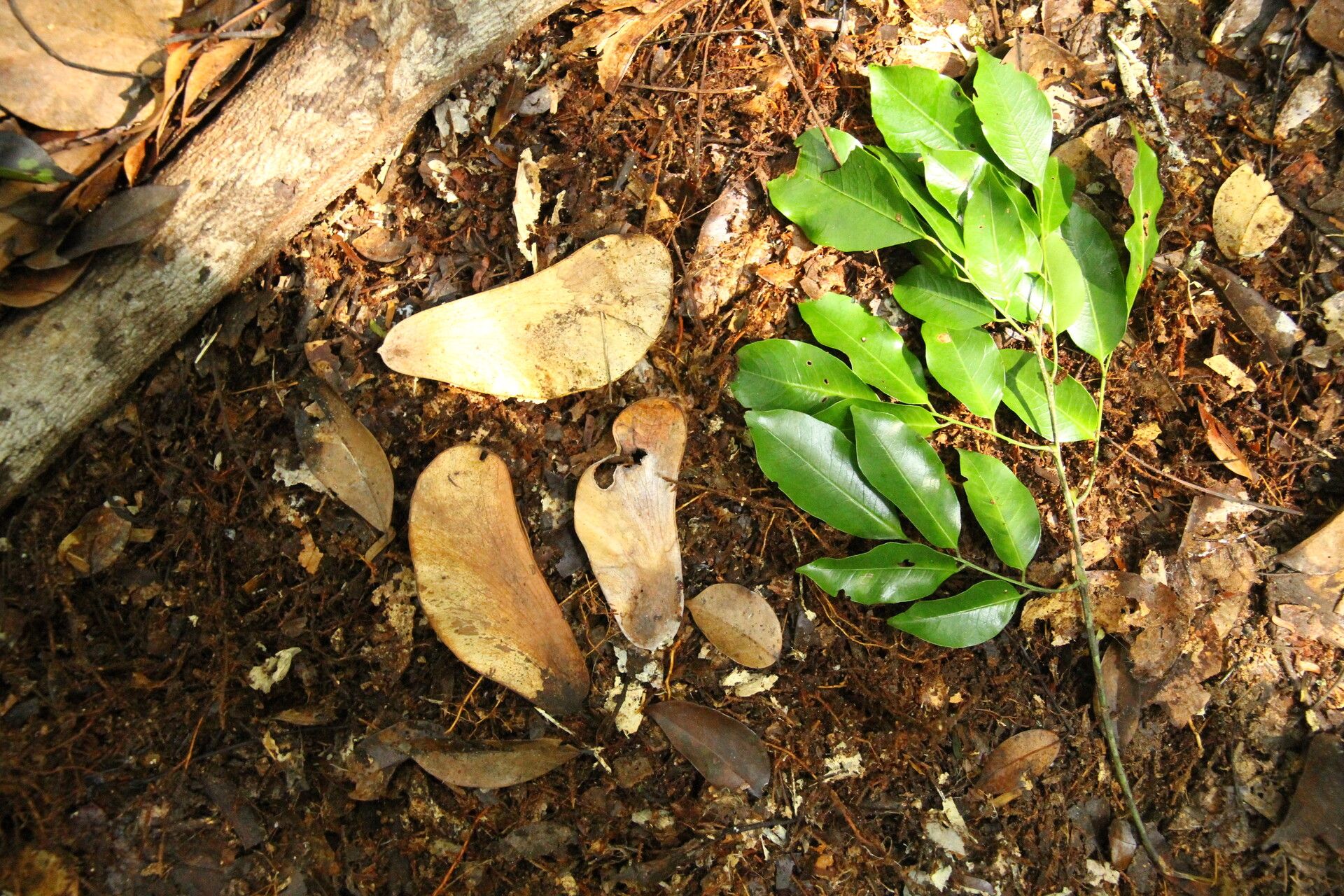 Prioria oxyphylla habit
