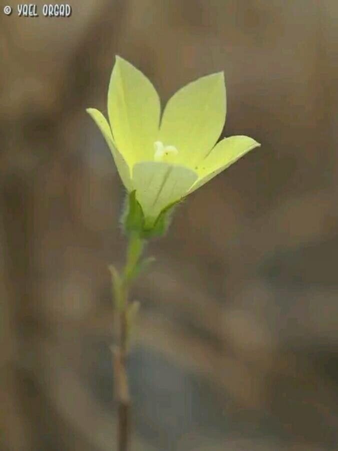 Campanula sulphurea — houseplant care guide