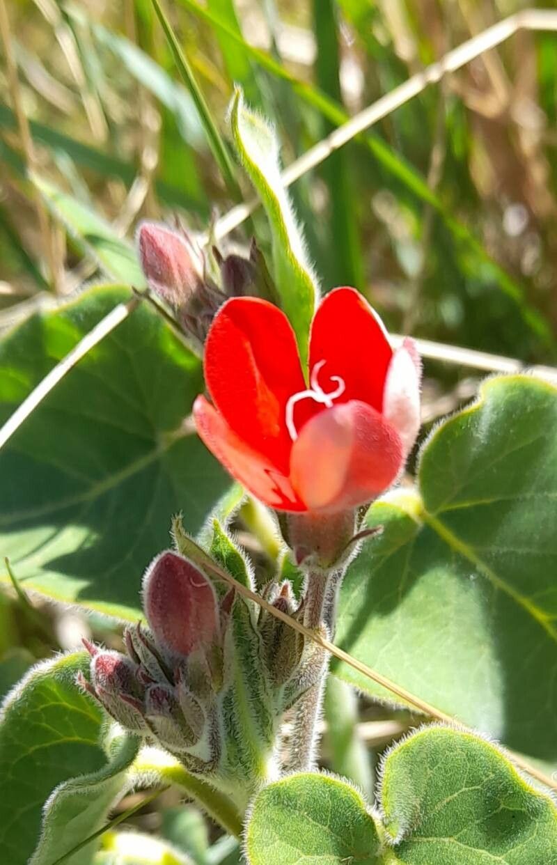Oxypetalum coccineum flower
