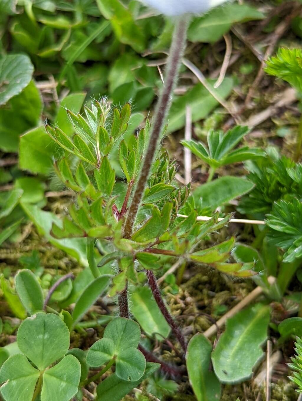 Pulsatilla scherfelii — search result for 'Pulsatilla'