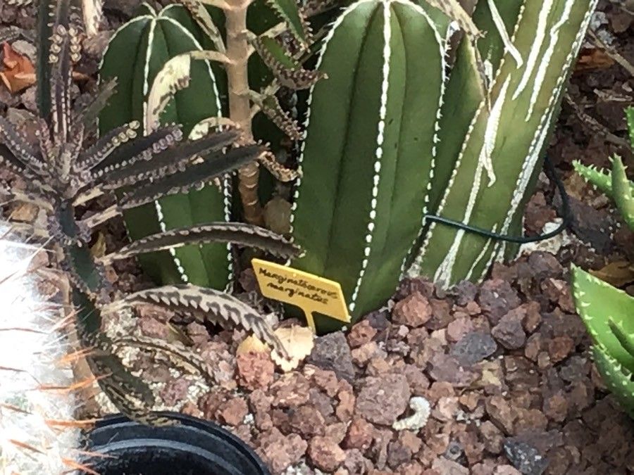 Marginatocereus marginatus — unique fruits houseplant