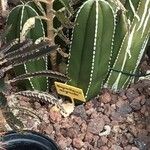 Marginatocereus marginatus