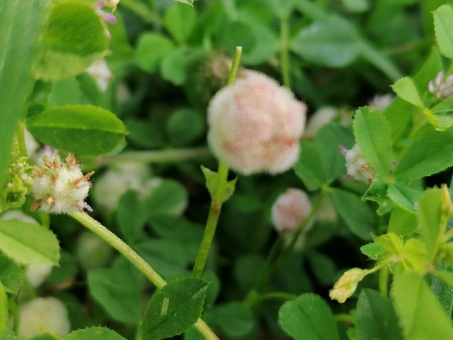 Trifolium tomentosum leaf