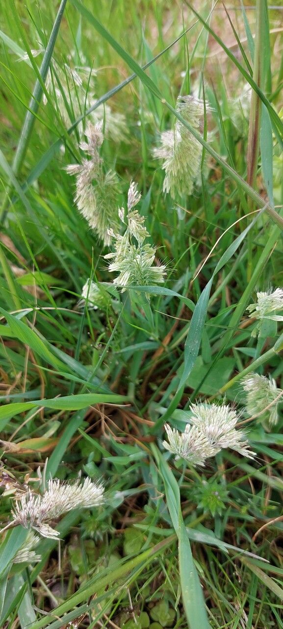 Lamarckia aurea flower
