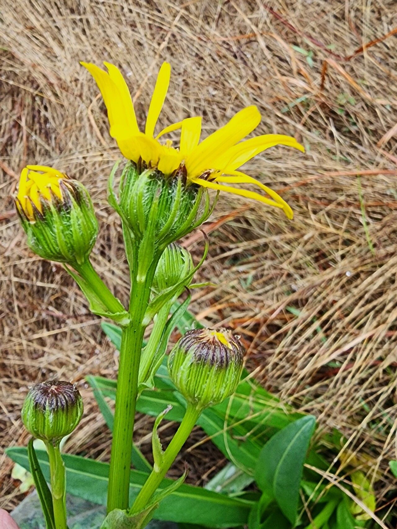 Senecio caudatus — houseplant care guide
