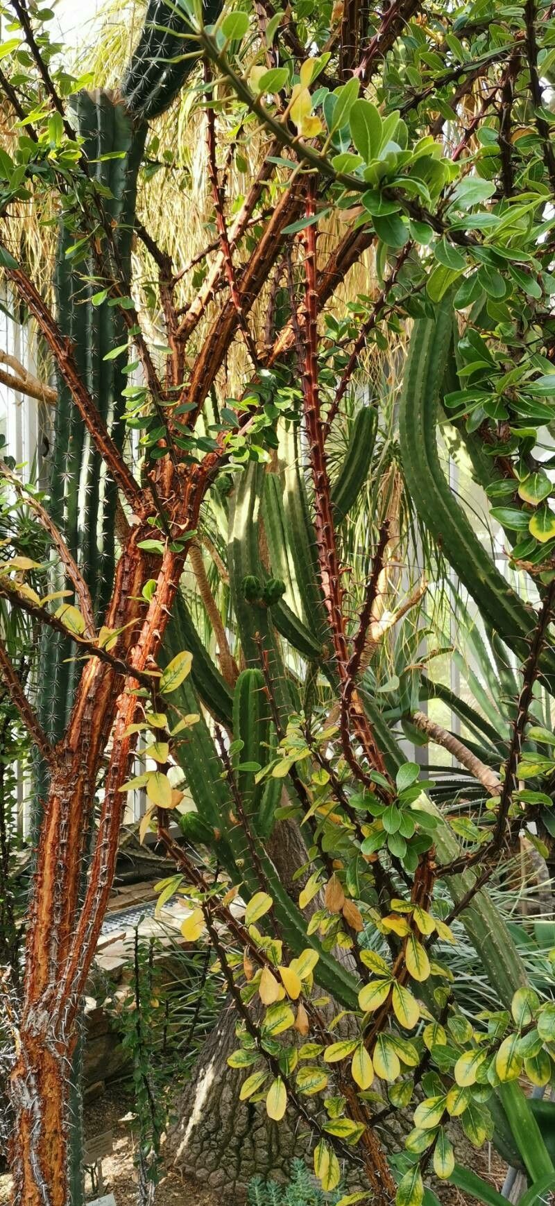 Fouquieria ochoterenae habit