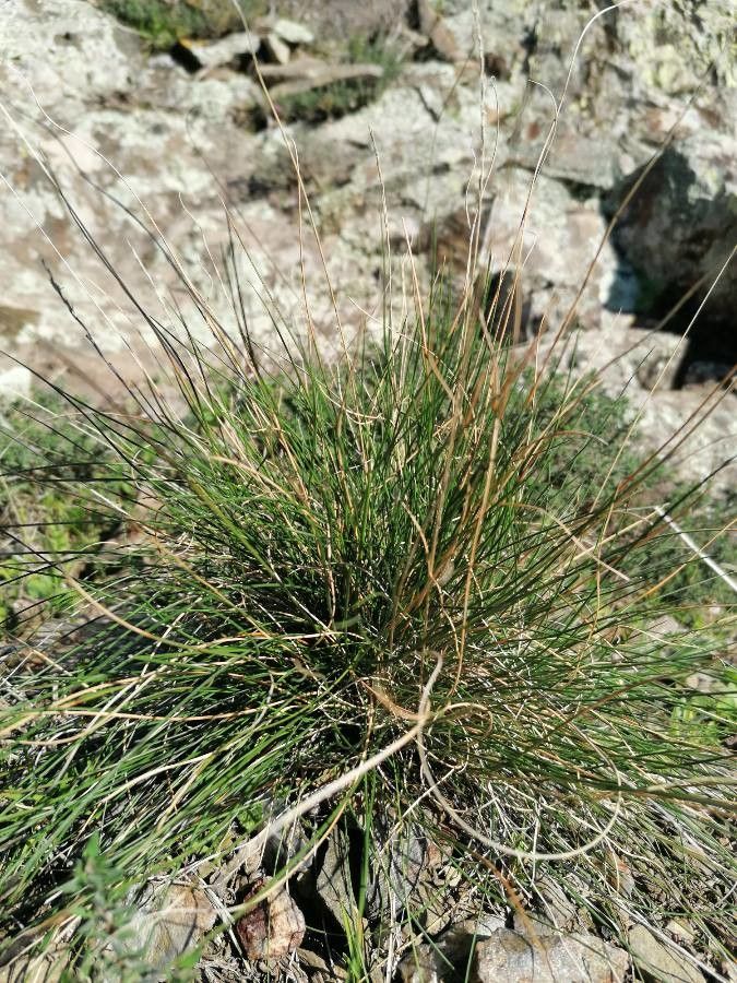 Festuca filiformis leaf