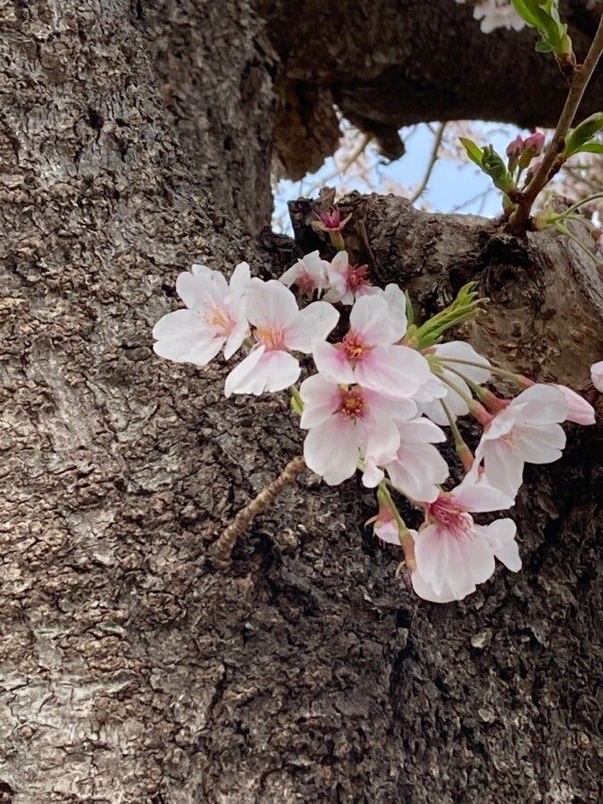 Prunus × yedoensis flower