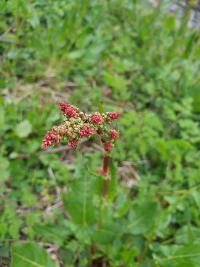 Rumex intermedius fruit