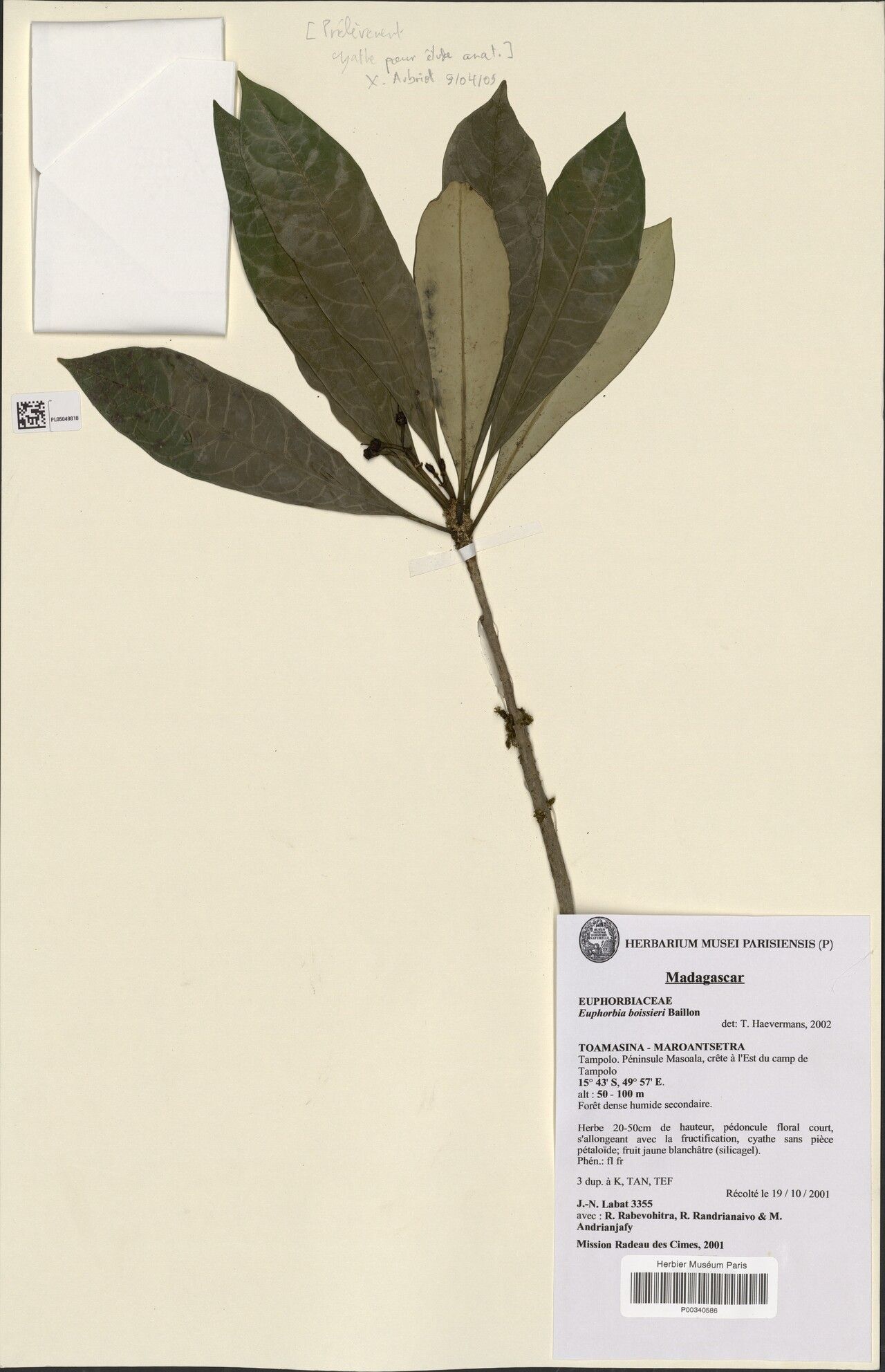 Euphorbia boissieri — houseplant care guide