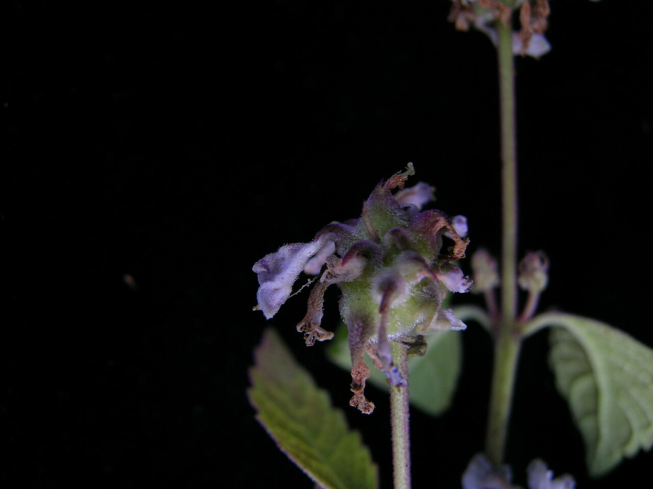 Coleus pallidus habit