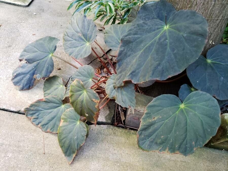 Begonia pavonina habit