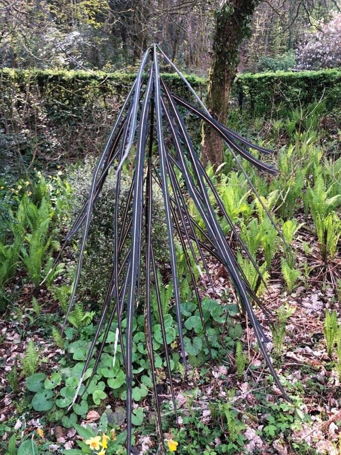 Pseudopanax crassifolius other