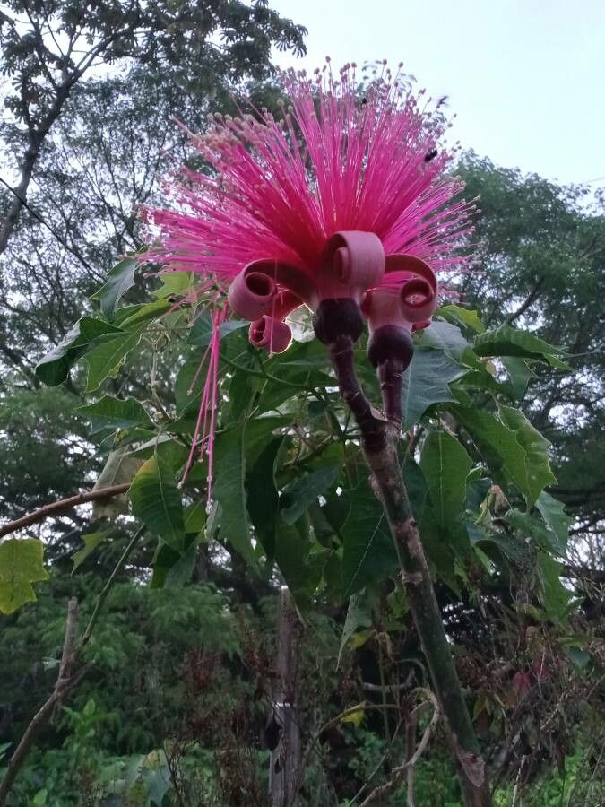 Pseudobombax ellipticum fruit