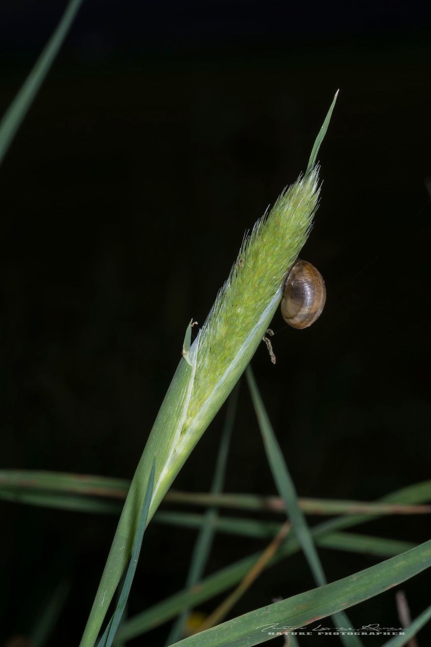 Phalaris paradoxa flower