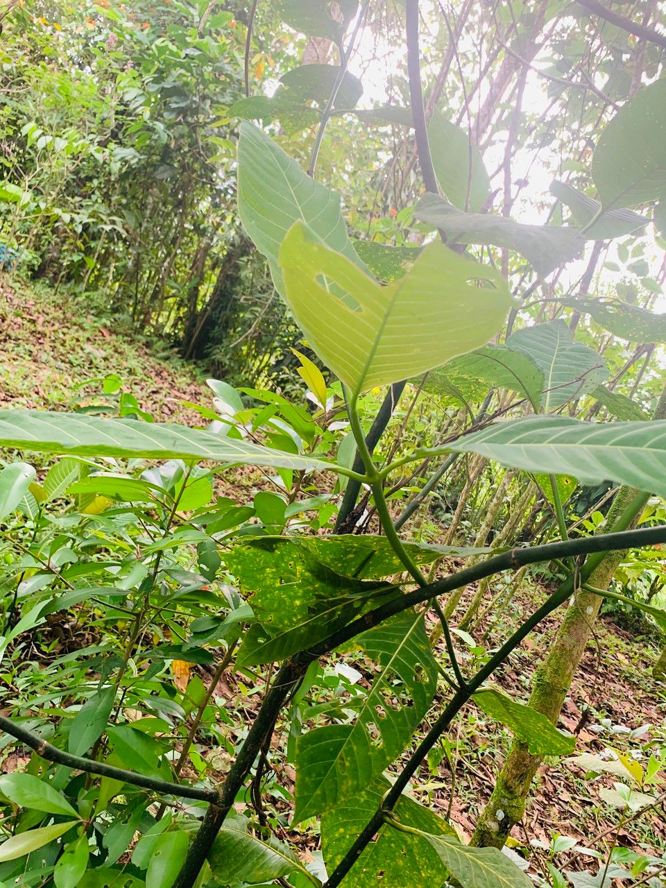 Palicourea guianensis bark