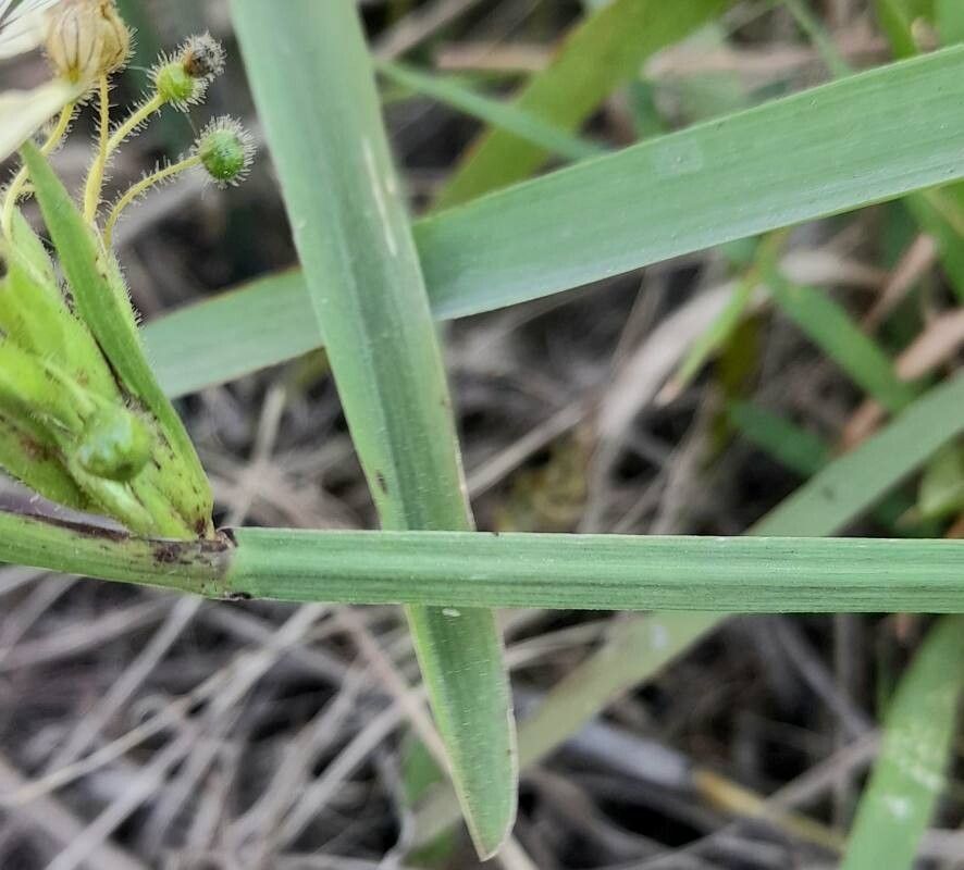 Sisyrinchium sellowianum bark