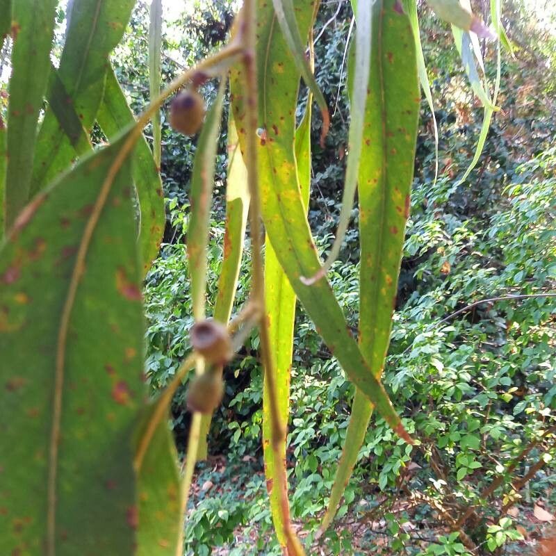 Eucalyptus goniocalyx fruit