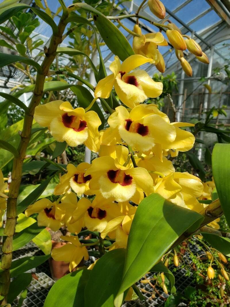 Dendrobium pulchellum flower