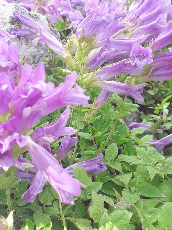 Penstemon fruticosus other