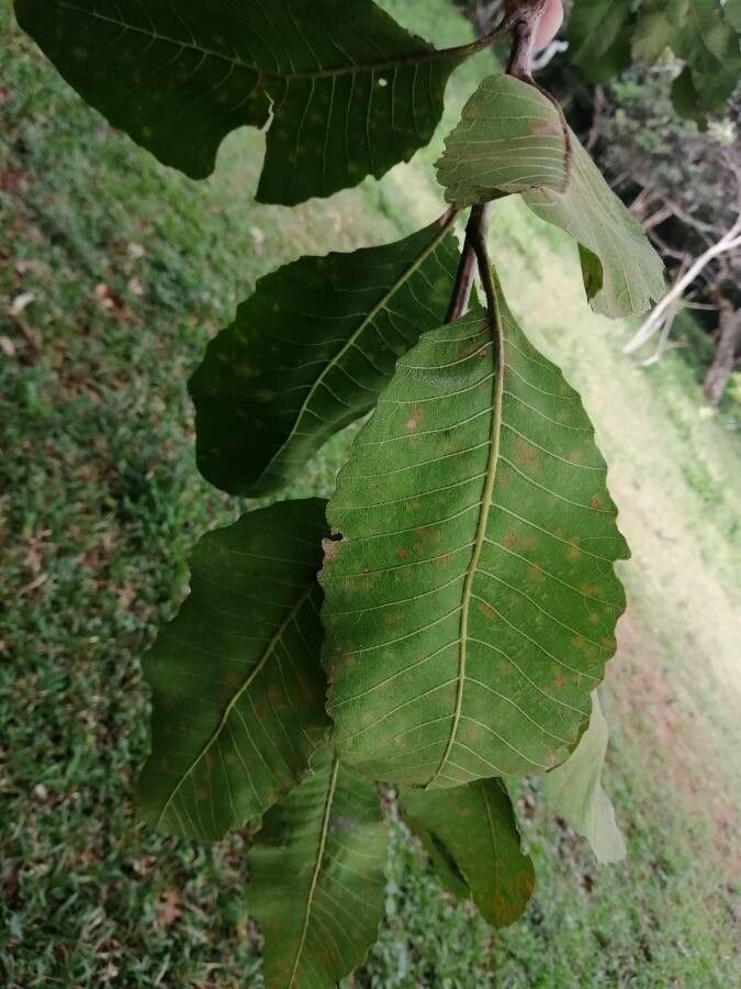 Curatella americana leaf