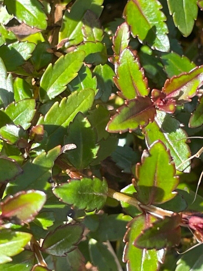 Veronica catarractae — houseplant care guide