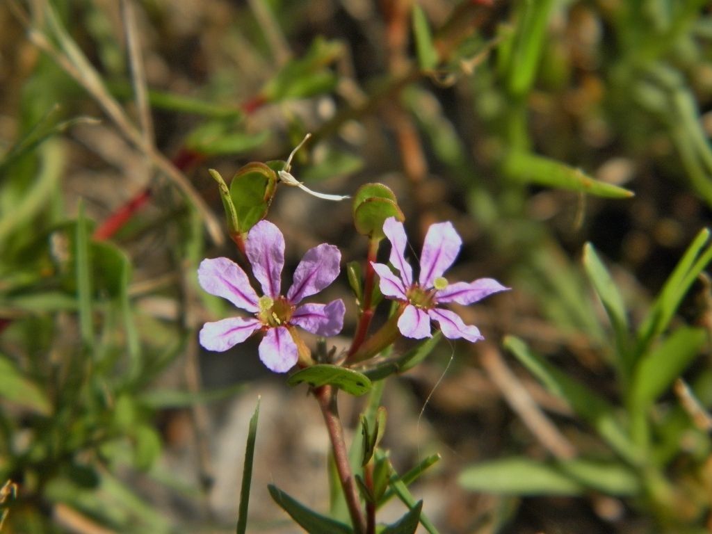 Lythrum flagellare