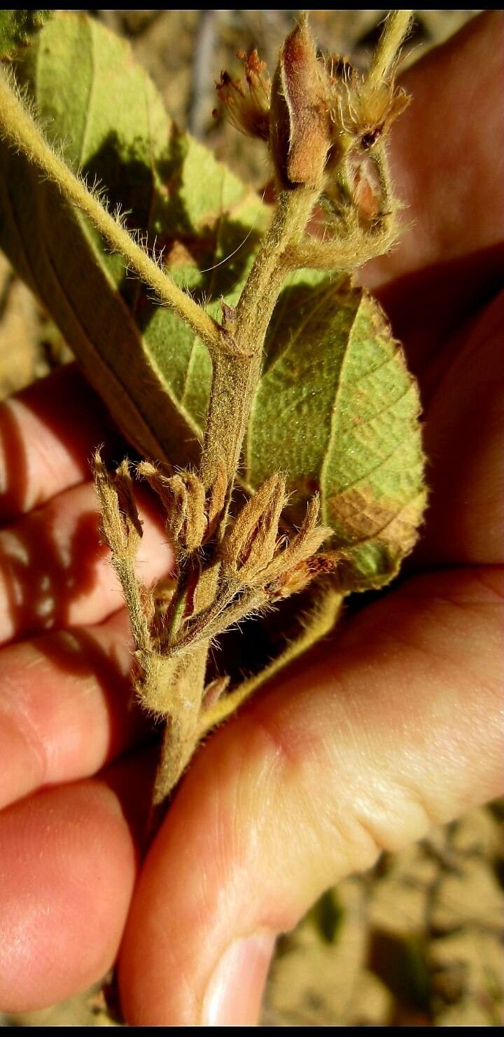 Grewia villosa fruit