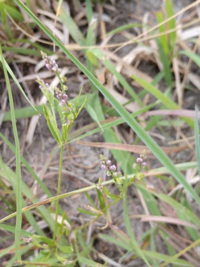 Polygala verticillata flower