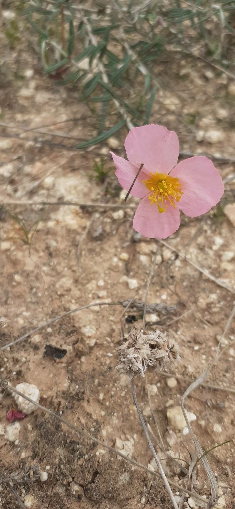 Helianthemum vesicarium flower