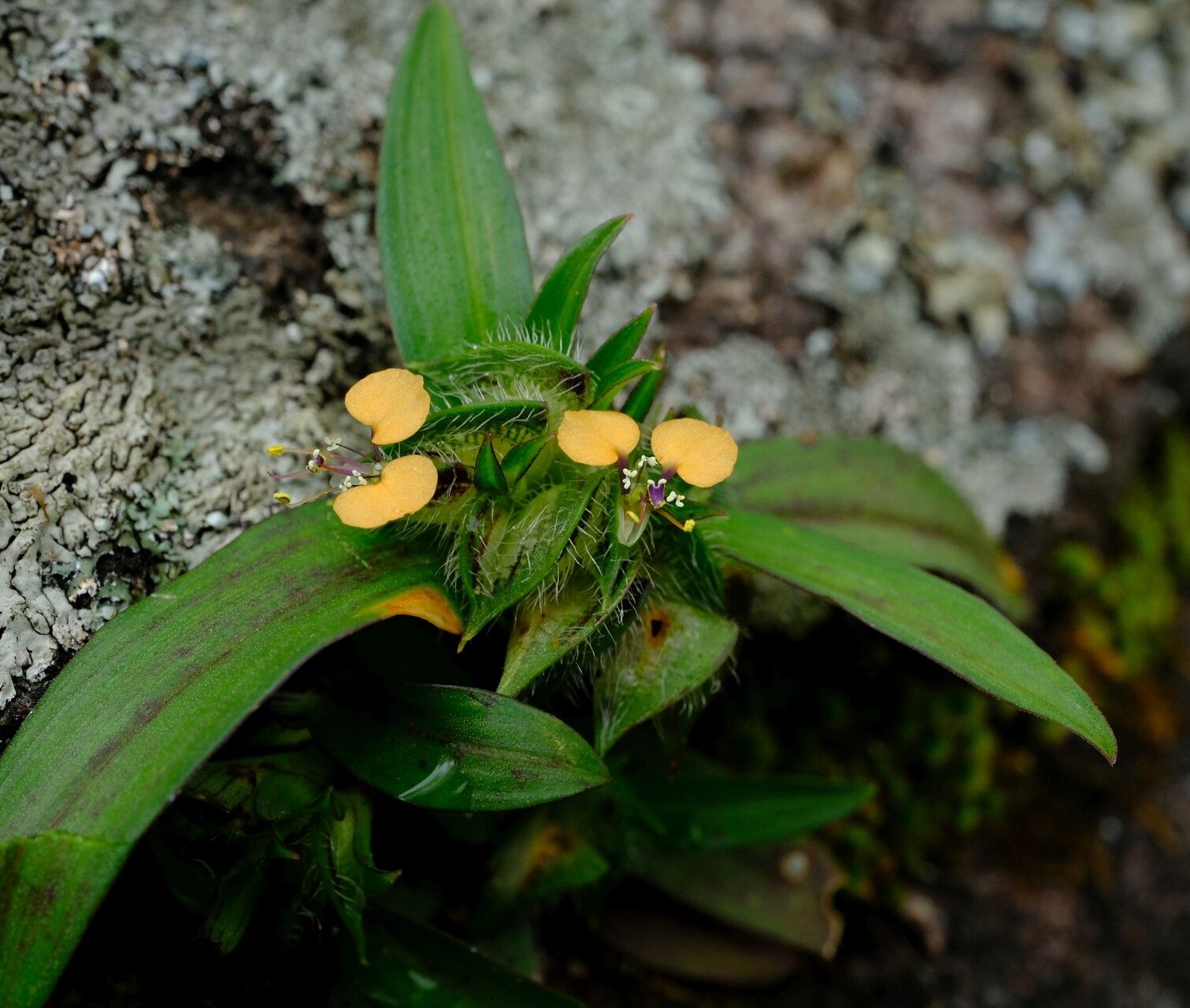 Commelina aspera