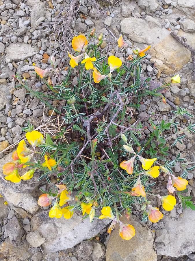 Argyrolobium zanonii flower