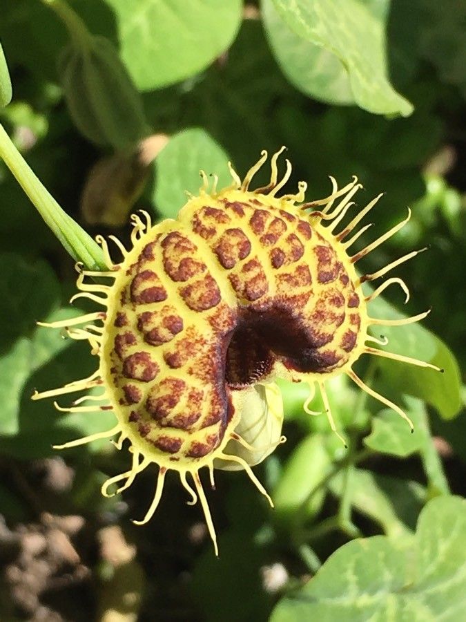 Aristolochia fimbriata flower