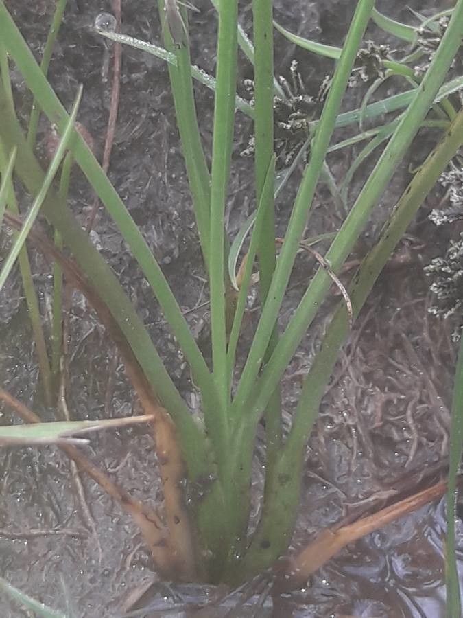 Triglochin palustre — houseplant care guide